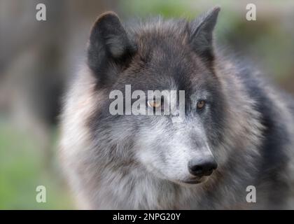 Closeup portrait of Gray Wolf in forest Stock Photo