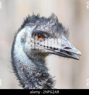 Extreme closeup portrait of Emu Stock Photo