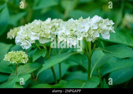 Hydrangea macrophylla Madame Emile Mouillere, deciduous shrub, Hortensia-type, rounded heads of white sterile florets Stock Photo