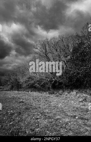 Spooky landscape showing silhouettes of trees on a stormy winter day. Bleak. Black and White. Abstract. Concept. Weather. Seasonal. Stock Photo