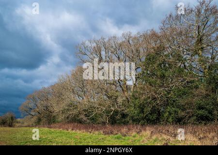 Spooky landscape showing silhouettes of trees on a stormy winter day. Bleak. Abstract. Concept. Weather. Seasonal. Stock Photo
