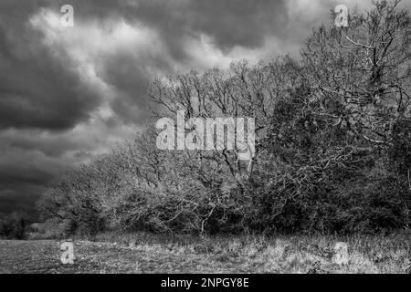 Spooky landscape showing silhouettes of trees on a stormy winter day. Bleak. Black and White. Abstract. Concept. Weather. Seasonal. Stock Photo
