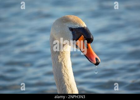 Head and neck of a white mute swan, spring sunny day Stock Photo
