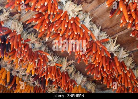 many cobs with corn seeds hung from the ceiling to be dried away from the danger of rodents Stock Photo