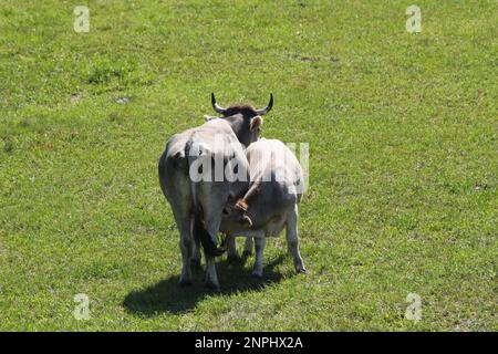 Baby calf drinking milk from mother cow at the stork colony in Marchegg, Austria Stock Photo