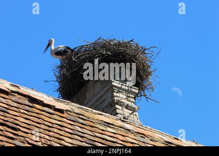 White Stork (Ciconia Ciconia) sitting in nest on roof of old castle Stock Photo
