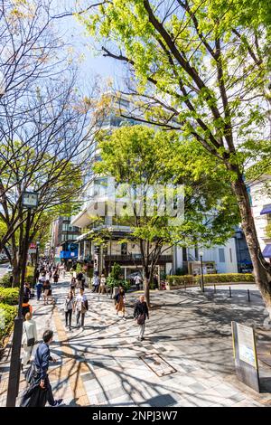 View along crowded pavement in the springtime sunshine outside the Maison de Caviar Beluga caviar restaurant in Omotesando with rows of trees opposite Stock Photo