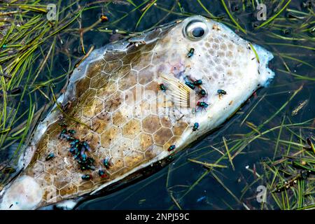 Dead fish float to the surface of the water. Polluted water Stock Photo -  Alamy