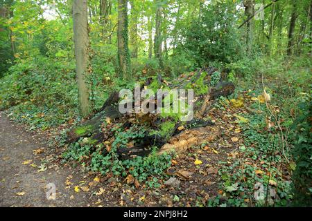 Old moss covered tree trunks in a woodland landscape Stock Photo
