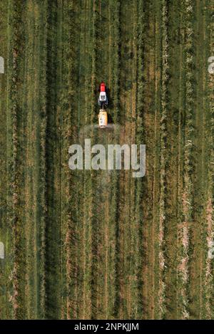 Aerial view of agricultural tractor with crop sprayer applying insecticide in apple fruit orchard, top view Stock Photo