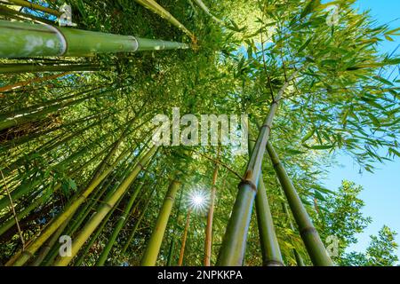 Low angle view of green bamboo plant in summer, selective focus Stock Photo