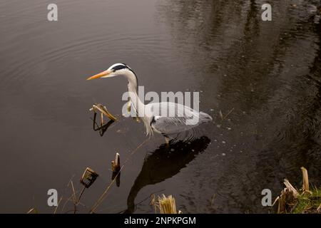 Gray heron (Ardea cinerea) stood in a canal at Zaanse Schans, Zaandijk, Noord-Holland, Netherlands Stock Photo