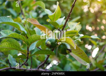 Tropical fruit guava on guava tree. Psidium guajava Stock Photo