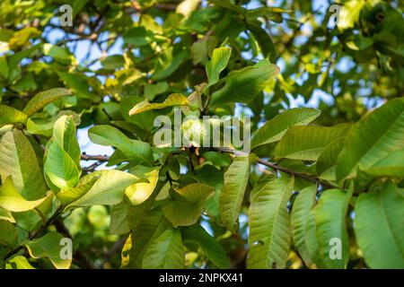 Tropical fruit guava on guava tree. Psidium guajava Stock Photo