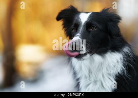 A Border Collie dog poses and shows various tricks in a somewhat wintery setting. Little snow. Stock Photo