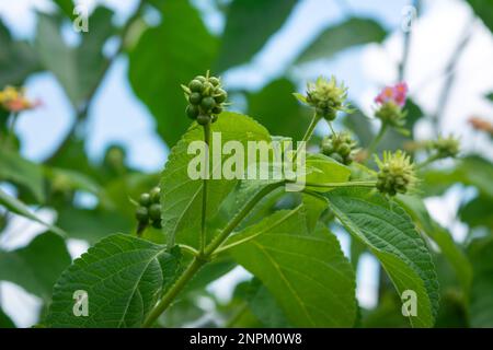 Green lantana fruit in tropical forest Stock Photo