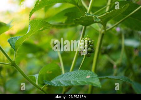 Green lantana fruit in tropical forest Stock Photo