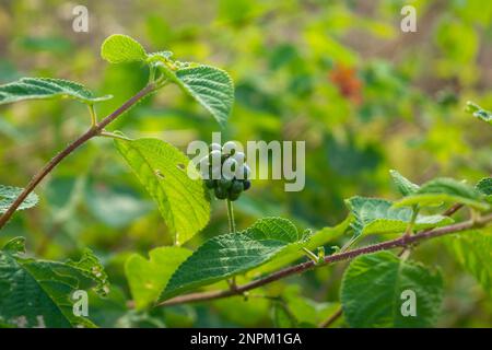 Green lantana fruit in tropical forest Stock Photo