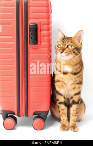 Bengal cat and red suitcase isolated on white background.