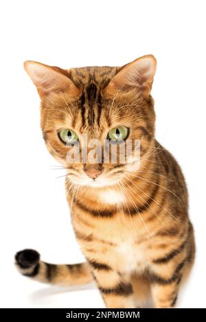 Studio shooting of Bengal cats, white background, portrait. Stock Photo