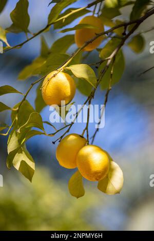 A vertical shallow focus of a lemon (Citrus limon) on a tree Stock ...