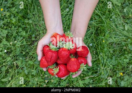 Hands holding a harvest of big fresh strawberries. Handful of fresh red berries Stock Photo