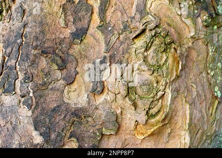 Sycamore (acer pseudoplatanus), close up of the patterns and textures in the bark of the common tree. Stock Photo