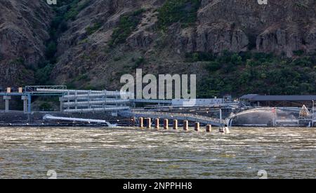 Fish Ladder, Lower Granite Dam & Lock, upstream migrating fish, salmon & steelhead, navigation lock, Snake River, Columbia River Basin. Stock Photo