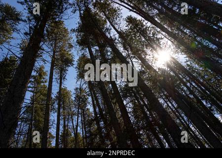 looking up through trees with sun shining between branches Stock Photo