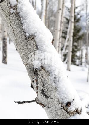 Snow piled on the bark of an Aspen tree closeup Stock Photo
