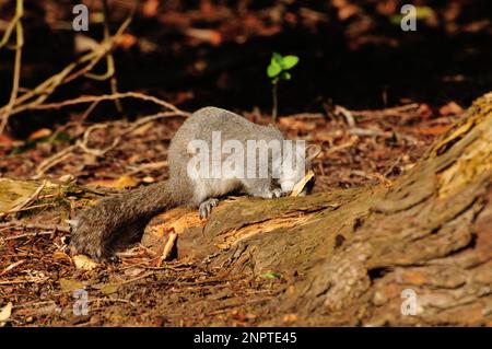 Grey Squirrel feeding on tree bark Stock Photo