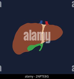 Human Internal organs, cartoon anatomy body part liver with gall bladder, vector illustration. Stock Vector