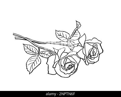 Rose Sketch. Black Outline On White Background. Vector Illustration.  Royalty Free SVG, Cliparts, Vectors, and Stock Illustration. Image 87051182.