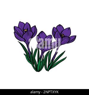 Hand drawn crocus flowers. Elegant vintage card. Vector illustration. Stock Vector