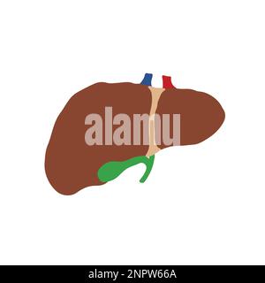 Human Internal organs, cartoon anatomy body part liver with gall bladder, vector illustration. Stock Vector