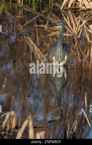 Grey Heron (Ardea cinerea) reflection on a still day in Perth, Scotland. Stock Photo