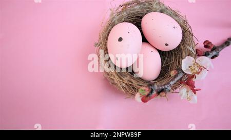 Easter composition with eggs  on pink pastel background. Branch of blossoming sakura.  Happy easter. Flat Lay. Copy Space Stock Photo