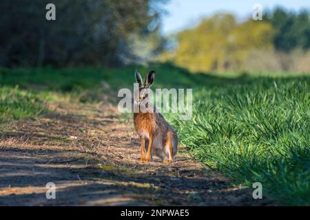 European Brown Hare, Lepus Europaeus sitting on the edge of a field. Suffolk, UK. Stock Photo