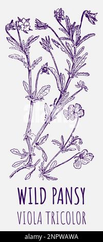 Drawings of Wild Pansy. Hand drawn illustration. Latin name VIOLA TRICOLOR L. Stock Photo