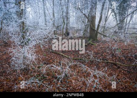 Hoar frost in a wood on a cold, foggy frosty winter morning. Suffolk, UK. Stock Photo