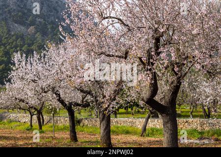 Blossoming almond trees in Serra de Tramuntana mountain region in Majorca, Mallorca, Balearic Islands, Spain, Europe Stock Photo