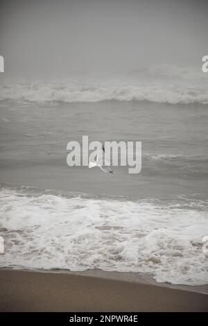 Seagull Flying on Foggy Winter Beach Stock Photo