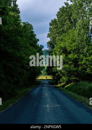Straight empty asphalt road through the forest with tall trees sunshine summer Stock Photo