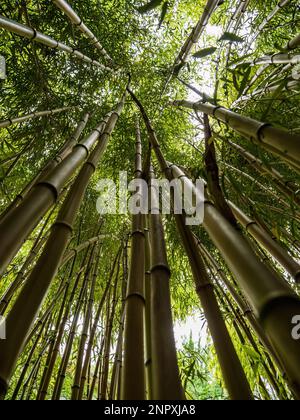 Looking up view in a dense asian bamboo forest sunlight coming through the leaves Stock Photo
