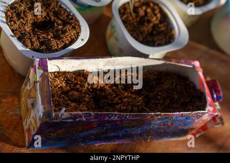 Yogurt Tubs And Milk Carton Box Reused As Seedling Starter Pots. Stock Photo