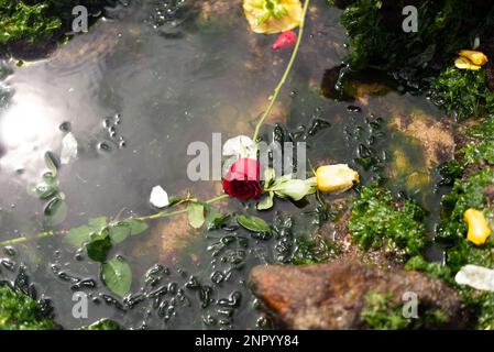 Salvador, Bahia, Brazil - February 02, 2023: Red and white rose are floating in the water on the beach. Homage to Yemanja. Salvador, Bahia. Stock Photo
