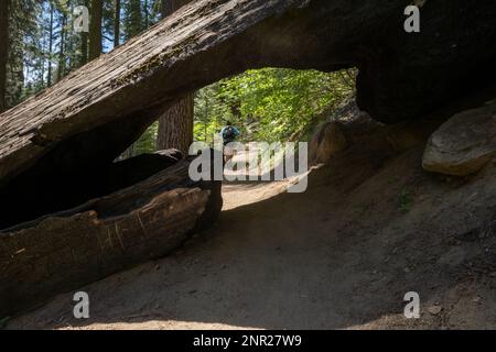 Sequoia Trunk Hanging Over Trail with Tunnel and Woman Walking Through It Stock Photo