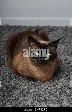 siamese cat resting on comfortable carpet at home Stock Photo