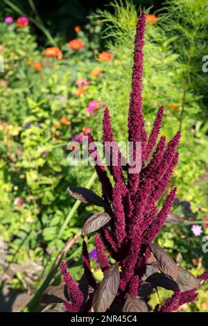 (Amaranthus cruentus) flowering in a garden in Romania Stock Photo