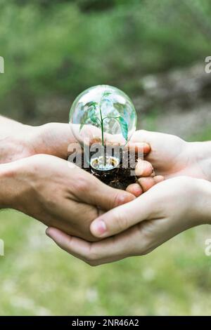 concept plant glass bulb. Beautiful photo Stock Photo